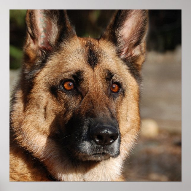 Alert German Shepherd Poster (Vorne)