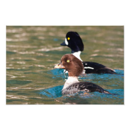 Alert Goldeneye Fotodruck