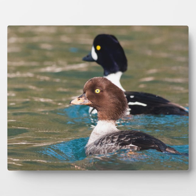 Alert Goldeneye Fotoplatte (Vorderseite)