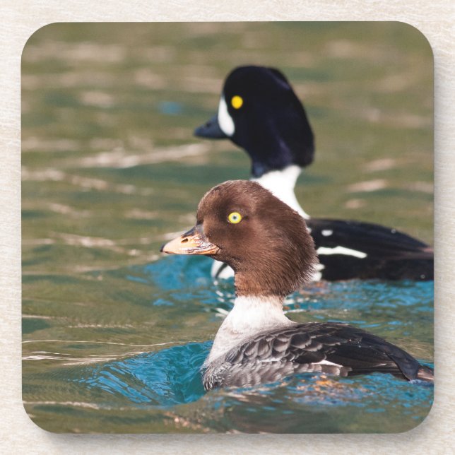 Alert Goldeneye Getränkeuntersetzer (Vorderseite)