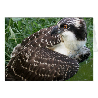 Alert Osprey