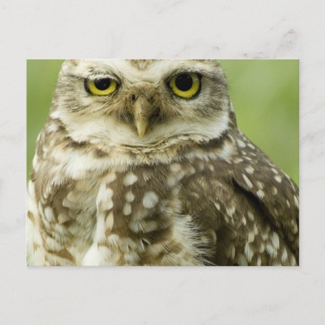 Alert Owl Postkarte (Vorderseite)