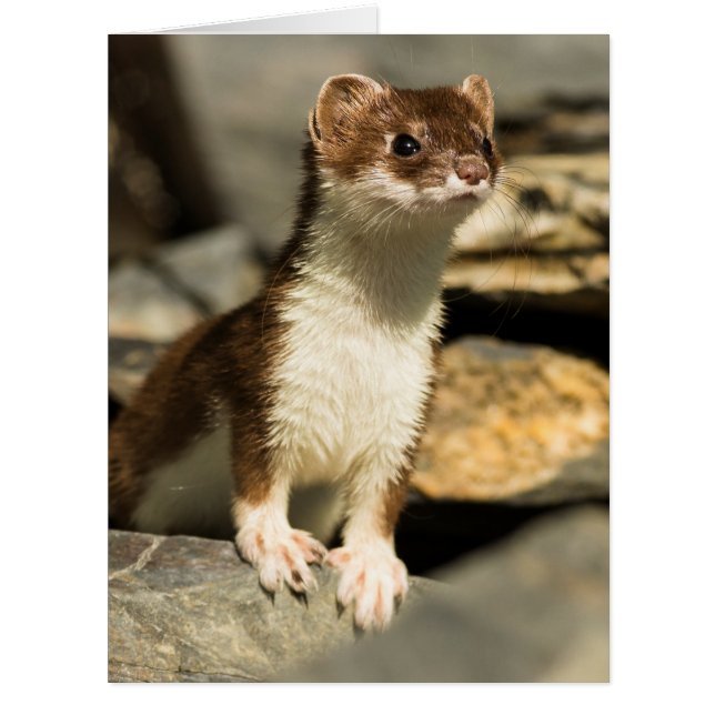 Alert Weasel (Vorderseite)