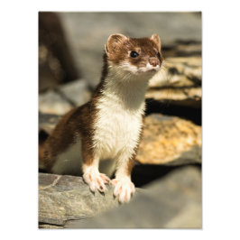 Alert Weasel Fotodruck