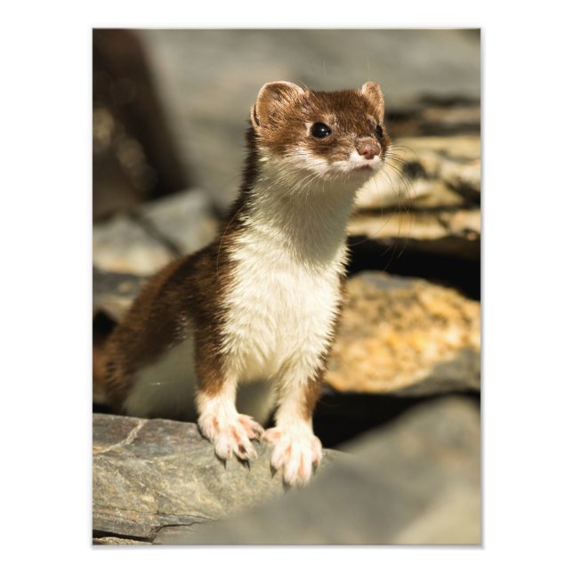 Alert Weasel Fotodruck (Vorne)