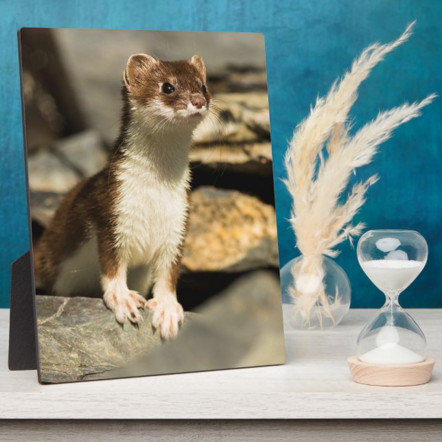 Alert Weasel Fotoplatte (Seite)