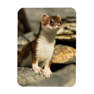 Alert Weasel Magnet