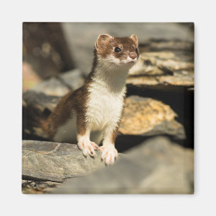 Alert Weasel Magnet