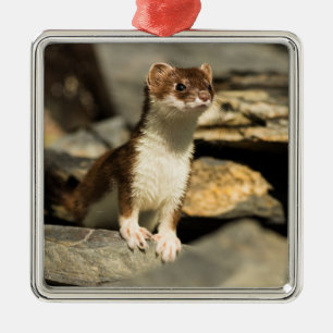 Alert Weasel Ornament Aus Metall
