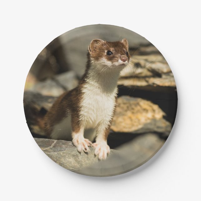 Alert Weasel Pappteller (Vorderseite)