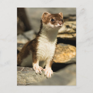 Alert Weasel Postkarte