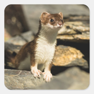 Alert Weasel Quadratischer Aufkleber