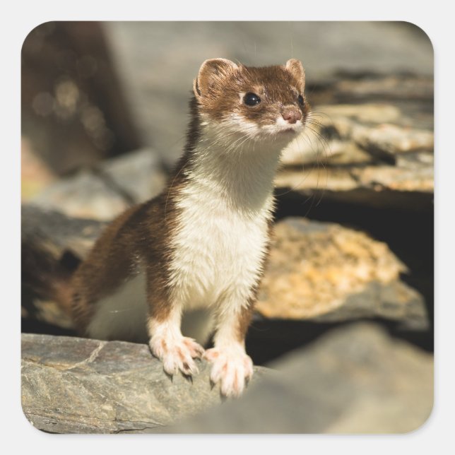 Alert Weasel Quadratischer Aufkleber (Vorderseite)