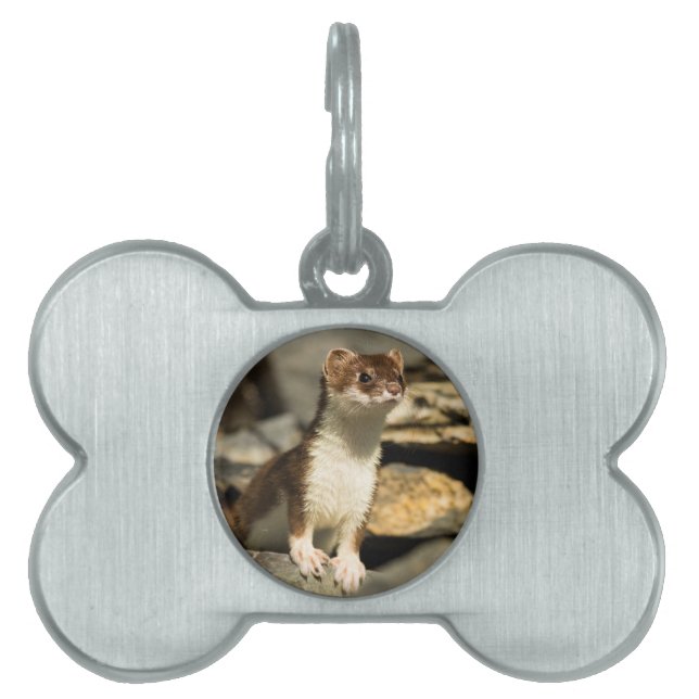 Alert Weasel Tiermarke (Vorderseite)