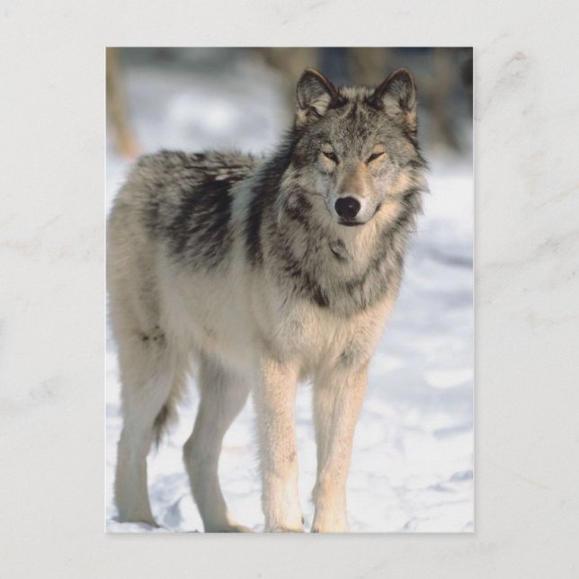 Alert Wolf Postkarte (Vorderseite)