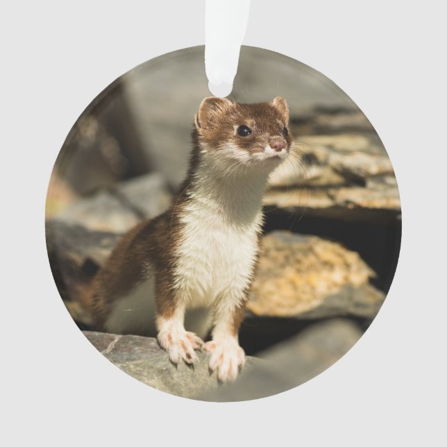 Alerte Weasel (devant)