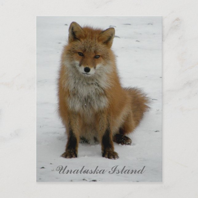 Aleutian Fox im Winter, Insel Unalaska Postkarte (Vorderseite)