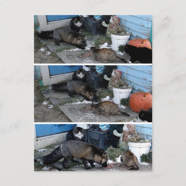 Aleutian Fox Stealing Catfood Postkarte (Vorderseite)