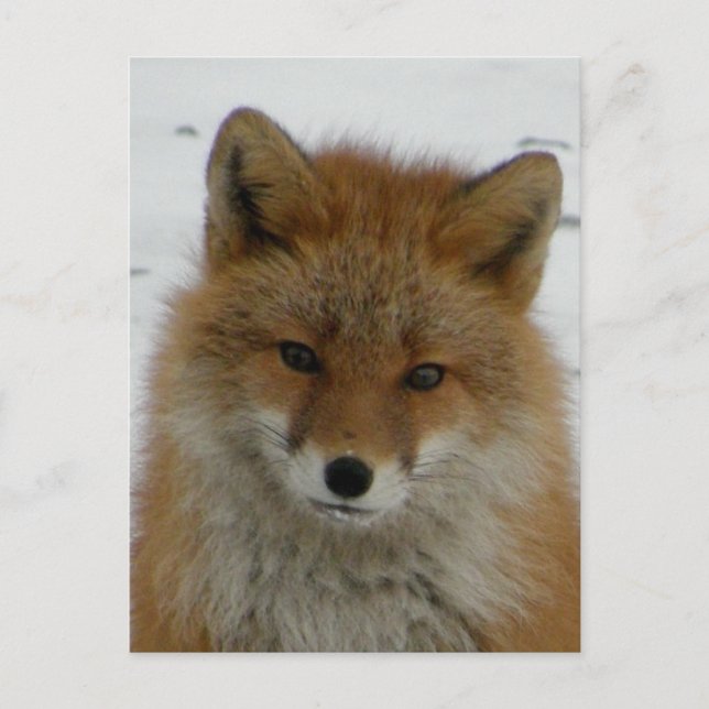 Aleutian Red Fox Postkarte (Vorderseite)