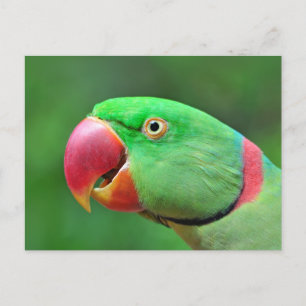 Alexandrine Parakeet Postkarte