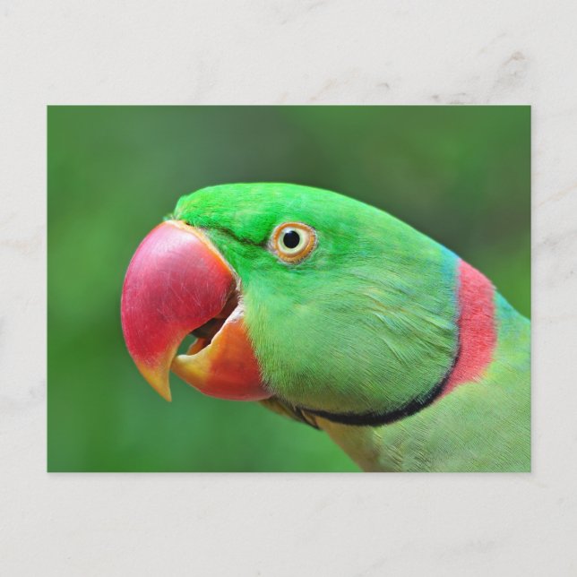 Alexandrine Parakeet Postkarte (Vorderseite)