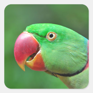 Alexandrine Parakeet Quadratischer Aufkleber