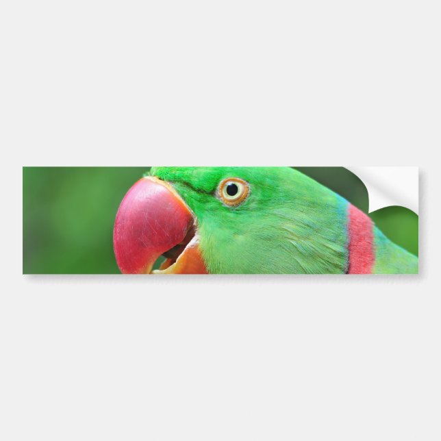 AlexandrineParakeet Autoaufkleber (Vorne)