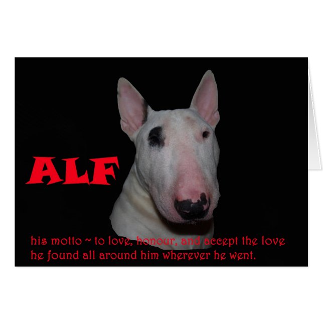 ALF akzeptiert die Liebe (Vorderseite (Horizontal))