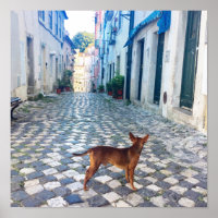 Alfama Dog Architecture Foto
