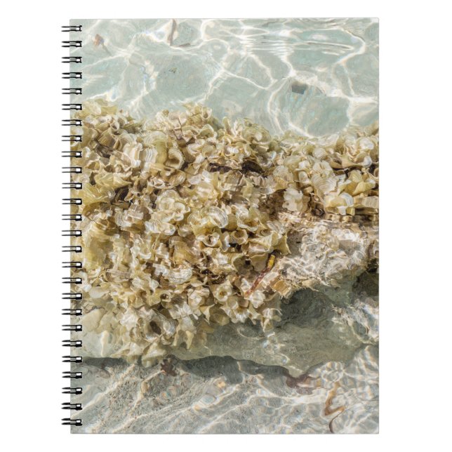 Algas Spiral Photo Notebook Notizblock (Vorderseite)
