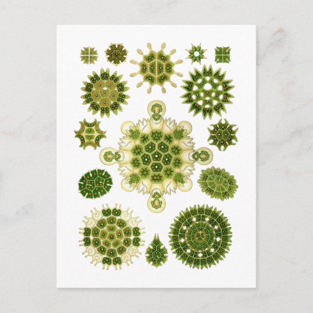 Alge Postkarte (Vorderseite)