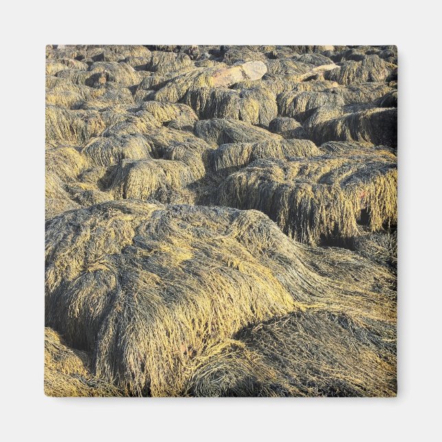 Algen Magnet (Vorne)