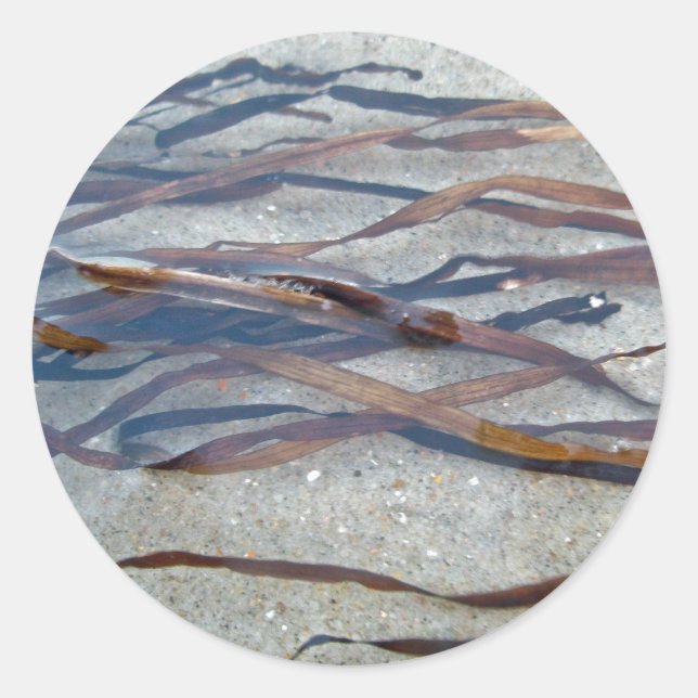 Algenaufkleber Runder Aufkleber (Vorderseite)