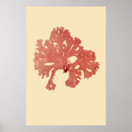 Algenvortrieb, ursprünglich von vier poster