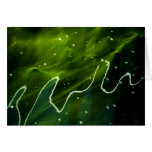 Algues vertes et eau gccnm