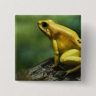 alias goldener Pfeil-Frosch; Endemic zu Button