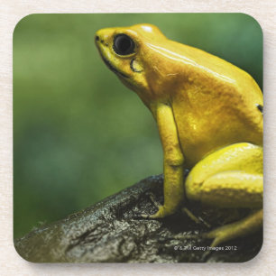 alias goldener Pfeil-Frosch; Endemic zu Getränkeuntersetzer