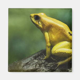 alias goldener Pfeil-Frosch; Endemic zu Magnet