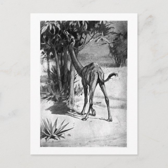 Alice B. Woodward : Carte postale Altecamelus (Devant)