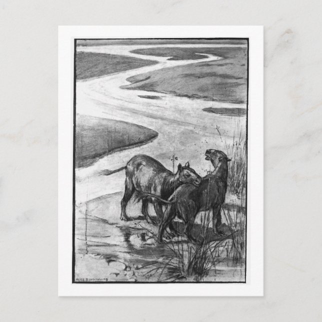 Alice B. Woodward : Carte postale d'art Hyracother (Devant)