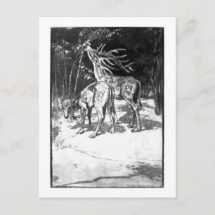 Alice B. Woodward: Cervus sedgwicki Art Postkarte