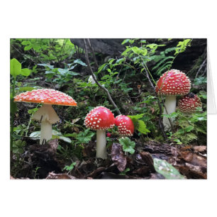 Alice in Wonderland Champhroom - Carte d'art 5 po