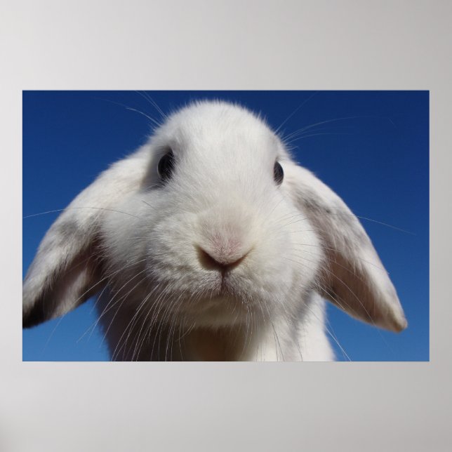 Alice - Weiße Lop Kanbit Poster (Vorne)