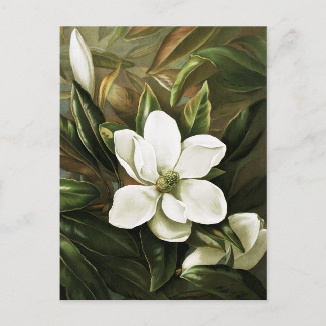 Alicia H. Laird: Magnolia Grandflora Postkarte (Vorderseite)