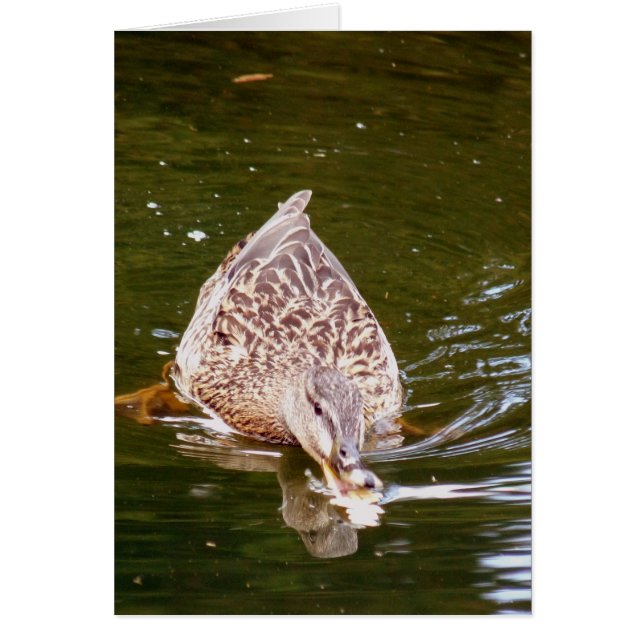 Alimentation Cute Duck (Devant)