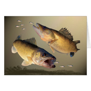 Alimentation de deux brochets vairons