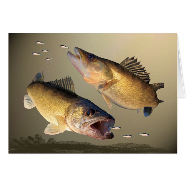 Alimentation de deux brochets vairons (Devant horizontal)