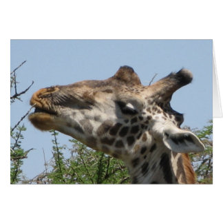 Alimentation de girafe