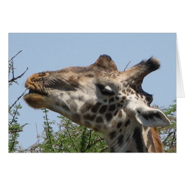 Alimentation de girafe (Devant horizontal)