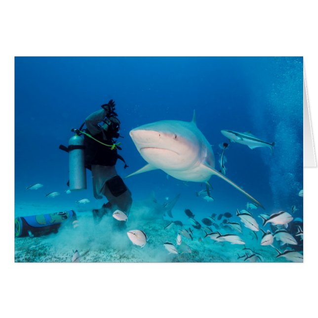 Alimentation de Taureau (Devant horizontal)